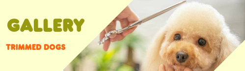 ふわりGallery　旭川市神居